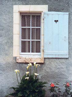 two white flowers in front of a window with blue shutters on the side of a building