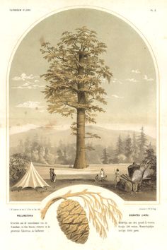 an illustration of a large tree in the middle of a field with tents and people around it