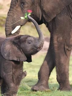 Elephant's Gentle Touch 🐘🤝 Elephant Facts, Elephants Playing, Safari Park