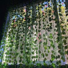 green plants growing on the side of a window