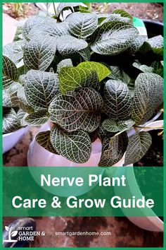 Celebrate Christmas Eve with the beautiful Nerve Plant! Its vibrant, colorful leaves add festive cheer to any home. This plant thrives in high humidity and indirect light, perfect for terrariums or bathrooms. Keep the soil moist for best results. Learn more with Smart Garden and Home.