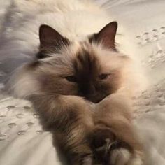 a fluffy cat laying on top of a bed