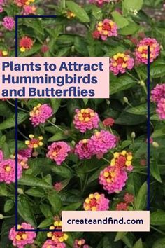 pink and yellow flowers with text overlay that reads plants to attract hummingbirds and butterflies