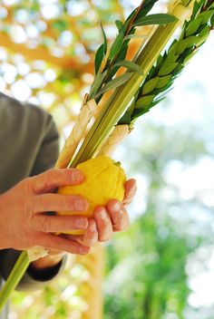 a person holding a bunch of green plants in their hands with the stems still attached