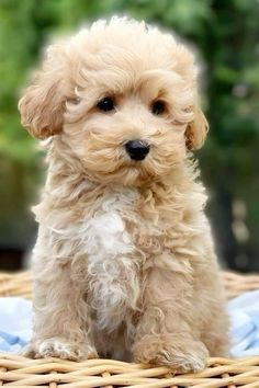 a small white dog sitting on top of a wicker basket