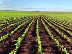 rows of green plants growing in the middle of a large open field with blue sky