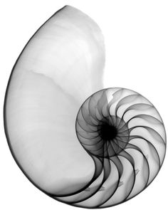 an abstract black and white image of a nautish shell on a white background