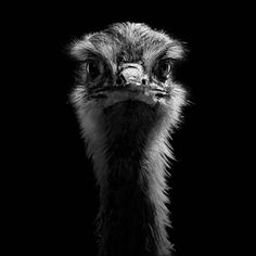 an ostrich's head is shown in black and white