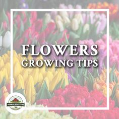 colorful flowers with the words flowers growing tips in front of it and an image of tulips