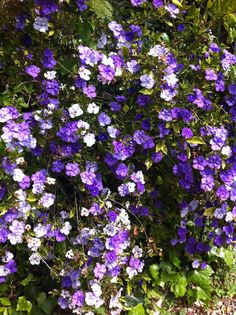 purple and white flowers growing on the side of a building