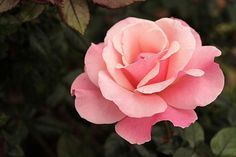 a pink rose with green leaves in the background