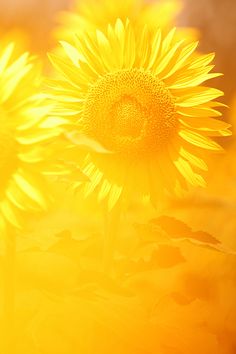 three yellow sunflowers are shown in the foreground and on the far side