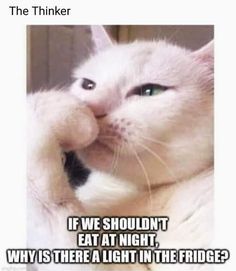 a white cat with blue eyes and the caption if we shouldn't eat at night, why is there a light in the fridge?