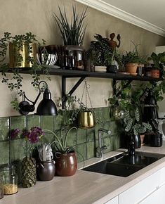 a kitchen counter with plants and pots on the shelves above it, along with other items