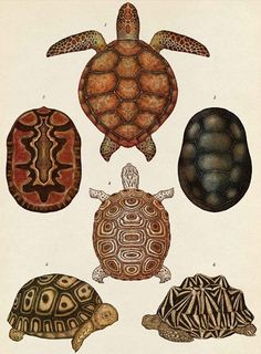 an open book with pictures of turtles and turtle eggs