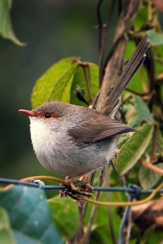 a bird sitting on top of a wire fence next to green leafy branches and leaves