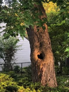 a large tree with a hole in the middle of it's trunk next to a fence