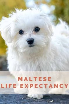 a small white dog standing on top of a cement slab with the words maltese life expectancy