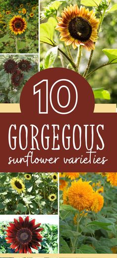 the top 10 gorgeous sunflower varieties in the garden with text overlay that reads,'10 gorgeous sunflower varieties '