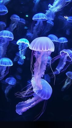 many jellyfish are swimming in an aquarium