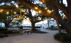 a park with benches and lights hanging from the trees