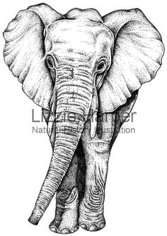 an elephant is shown in this black and white drawing, it's head turned to the