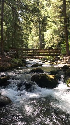 a river running through a lush green forest