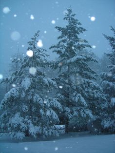 snow is falling on the pine trees outside