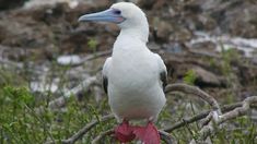 a white bird sitting on top of a tree branch