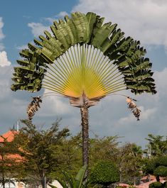 a large palm tree with lots of green leaves on it's top and bottom