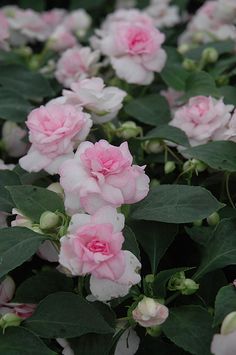 pink flowers are blooming in the garden