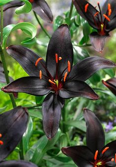 a black flower with orange stamens on it