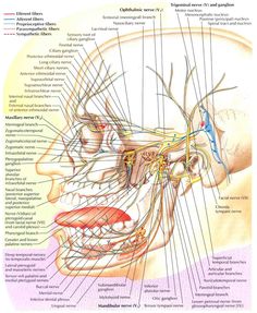 the anatomy of the head and neck with all its major parts labeled in this diagram