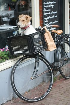 a dog in a basket on the back of a bike parked next to a building