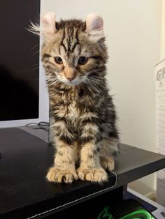 a small kitten sitting on top of a computer desk