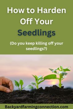 seedlings growing in soil with the words how to harden off your seeds?