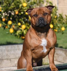 a brown and white dog sitting on top of a wooden bench next to an orange tree