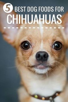 a small dog with the words best dog foods for chihuahuas on it's chest