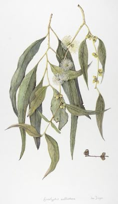 an illustration of eucalyptus leaves and flowers on a branch with buds in the foreground