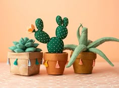 three potted cactus plants sitting next to each other