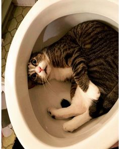 Are you ready for World Toilet Day? This esteemed celebration of porcelain bowls and advancements in flushing technology takes place every November 19th, although some cats don’t need a hashtag holiday as an excuse to tamper with their humans’ toilets. Hilarious Animals, Söt Katt, Funny Pets, Funny Cat Memes, Funny Cat Pictures, Funny Animal Memes, Animal Jokes