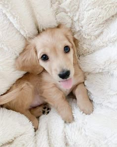 a small dog laying on top of a bed covered in white blankets with his paw up to the camera