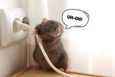 a rat with a speech bubble on it's head sitting next to a wall outlet