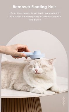 a white cat laying on top of a table