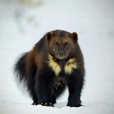 a brown and black animal standing in the snow