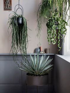 three plants hanging from hooks on the wall