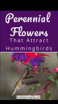 a hummingbird flying next to purple flowers with the words perennial flowers that attract hummingbirds