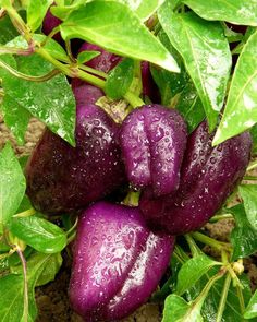 several purple eggplant plants with water droplets on them