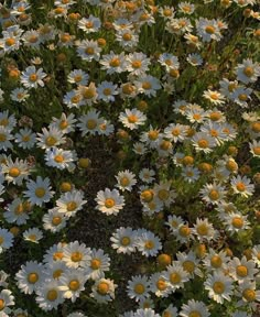 many white and yellow flowers are in the grass