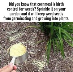 someone is holding a measuring cup with something in it that says, did you know that cornel is birth control? for weeds? sprinkle on your garden and it will keep